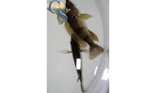 Gnathochromis permaxillaris